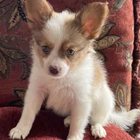 Paulet girl 1, a female Papillon for sale in Sherman, TX – Photo 3 of 5