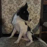 Penny boy 2, a male Papillon for sale in Sherman, TX – Photo 3 of 4