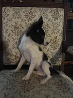 Penny boy 2, a male Papillon for sale in Sherman, TX – Photo 3 of 4