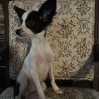 Penny boy 2, a male Papillon for sale in Sherman, TX – Photo 4 of 4