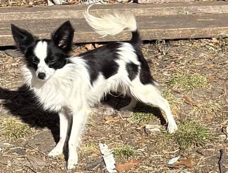 Penny boy 2, a male Papillon for sale in Sherman, TX – Photo 1 of 4