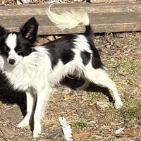 Penny boy 2, a male Papillon for sale in Sherman, TX – Photo 1 of 4