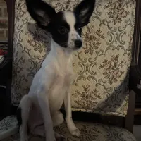 Penny boy 2, a male Papillon for sale in Sherman, TX – Photo 2 of 4