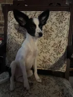 Penny boy 2, a male Papillon for sale in Sherman, TX – Photo 2 of 4