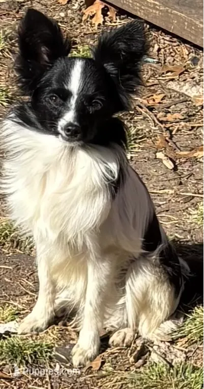 Papillon puppies for sale in Fort Worth, TX | Puppies.com