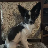 Penny boy 1, a male Papillon for sale in Sherman, TX – Photo 2 of 4
