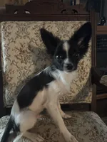 Penny boy 1, a male Papillon for sale in Sherman, TX – Photo 2 of 4