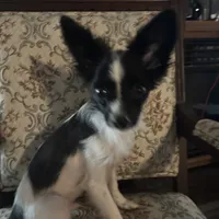 Penny boy 1, a male Papillon for sale in Sherman, TX – Photo 4 of 4