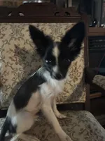 Penny boy 1, a male Papillon for sale in Sherman, TX – Photo 4 of 4