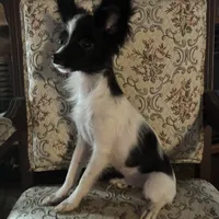 Penny boy 1, a male Papillon for sale in Sherman, TX – Photo 3 of 4