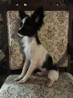 Penny boy 1, a male Papillon for sale in Sherman, TX – Photo 3 of 4