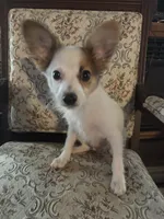 Paisley boy 1, a male Papillon for sale in Sherman, TX – Photo 3 of 3