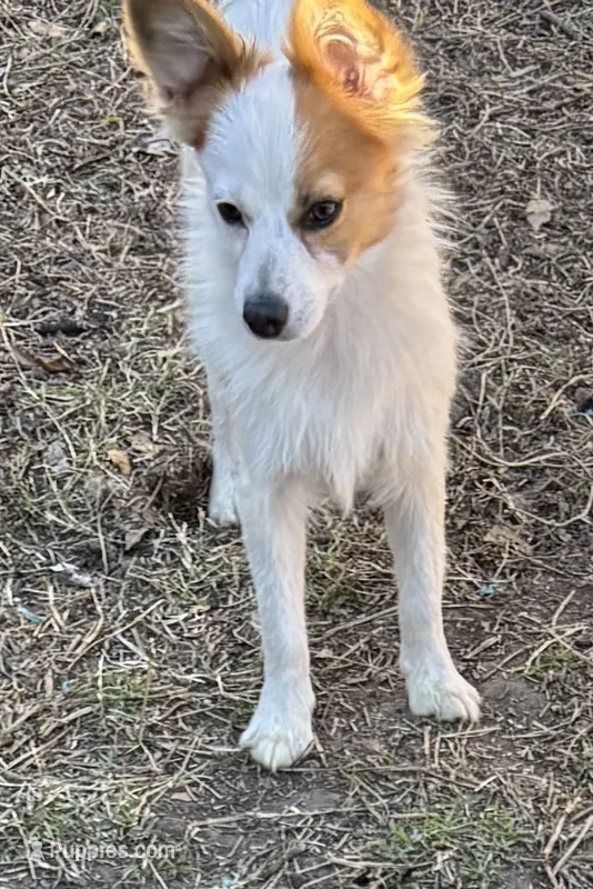 Paisley boy 1, a male Papillon for sale in Sherman, TX – Photo 1 of 3