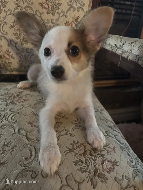 Paisley boy 1 – Papillon puppy for sale in Sherman, TX