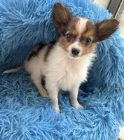 Pavrina boy, a male Papillon for sale in Sherman, TX – Photo 3 of 3