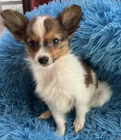 Pavrina boy, a male Papillon for sale in Sherman, TX – Photo 2 of 3