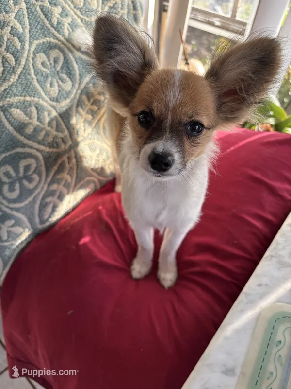 Paulet girl 2, a female Papillon for sale in Sherman, TX – Photo 1 of 3