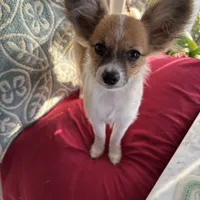 Paulet girl 2, a female Papillon for sale in Sherman, TX – Photo 1 of 3