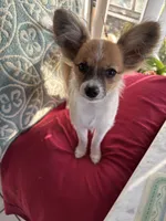 Paulet girl 2, a female Papillon for sale in Sherman, TX – Photo 1 of 3