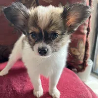 Paulet girl 2, a female Papillon for sale in Sherman, TX – Photo 2 of 3