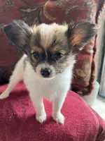 Paulet girl 2, a female Papillon for sale in Sherman, TX – Photo 2 of 3