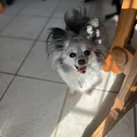 Paulet girl 2, a female Papillon for sale in Sherman, TX – Photo 3 of 3