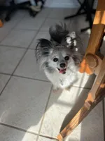 Paulet girl 2, a female Papillon for sale in Sherman, TX – Photo 3 of 3