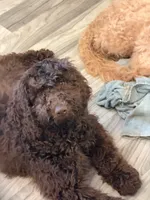 Justice, a female Goldendoodle for sale in Westminster, SC – 4 of 4