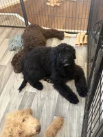Valor, a female Miniature Bernedoodle for sale in Westminster, SC – 2 of 4