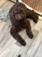 Justice, a female Goldendoodle for sale in Westminster, SC – 1 of 4