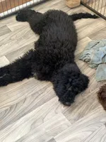 Valor, a female Miniature Bernedoodle for sale in Westminster, SC – 4 of 4