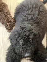 Valor, a female Miniature Bernedoodle for sale in Westminster, SC – 3 of 4