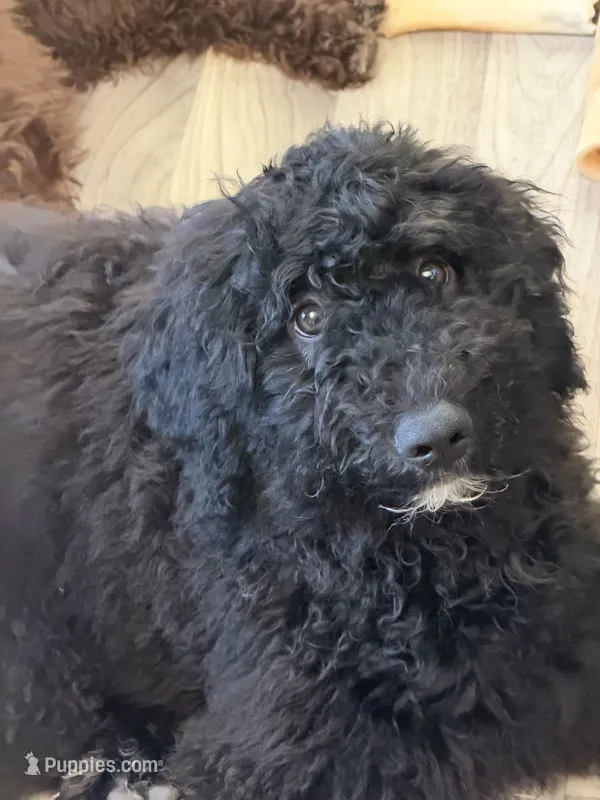 Valor – Miniature Bernedoodle puppy for sale in Westminster, SC