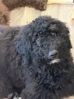 Valor, a female Miniature Bernedoodle for sale in Westminster, SC – 1 of 4