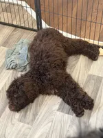 Justice, a female Goldendoodle for sale in Westminster, SC – 3 of 4