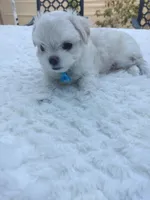 Leo , a male Maltese for sale in Tamarac, FL – 3 of 5