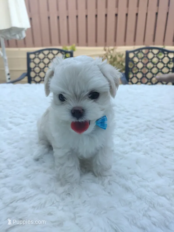 Leo  – Maltese puppy for sale in Tamarac, FL