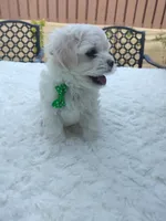 Theo, a male Maltese for sale in Tamarac, FL – 2 of 5