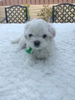 Theo, a male Maltese for sale in Tamarac, FL – 3 of 5