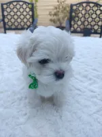 Theo, a male Maltese for sale in Tamarac, FL – 5 of 5