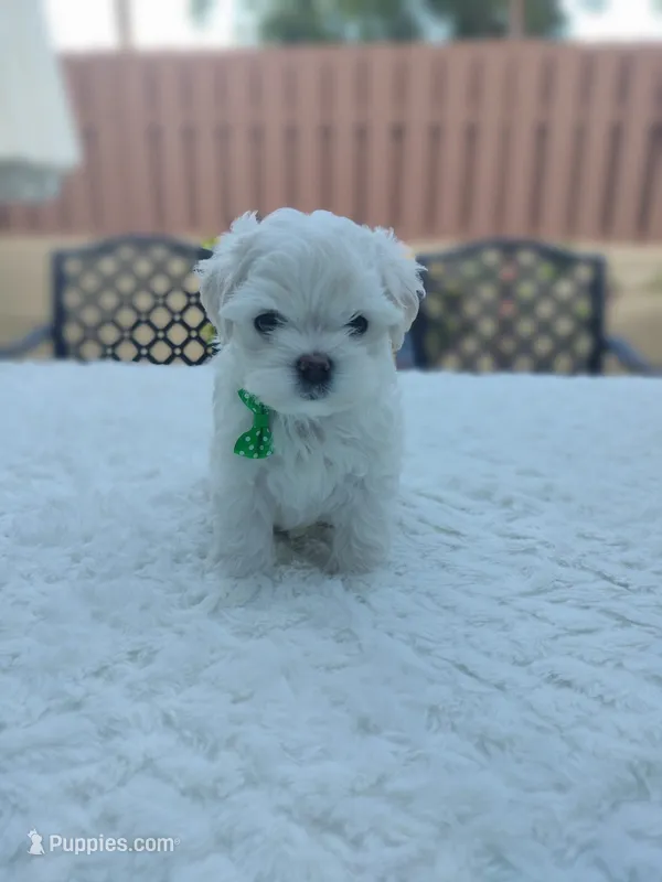 Theo – Maltese puppy for sale in Tamarac, FL