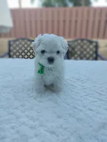 Theo, a male Maltese for sale in Tamarac, FL – 1 of 5