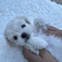 Leo , a male Maltese for sale in Tamarac, FL – 2 of 5