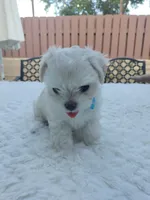 Leo , a male Maltese for sale in Tamarac, FL – 5 of 5