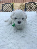 Theo, a male Maltese for sale in Tamarac, FL – 4 of 5