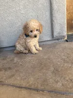 Penny, a female Miniature Goldendoodle for sale in Grand Junction, CO – 6 of 6