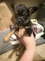 Rolly , a male French Bulldog and Poodle - Toy  for sale in Grand Junction, CO – 3 of 3