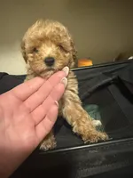Glitter , a female Miniature Goldendoodle for sale in Grand Junction, CO – Photo 2 of 4