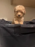 Glitter , a female Miniature Goldendoodle for sale in Grand Junction, CO – Photo 4 of 4