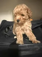 Glitter , a female Miniature Goldendoodle for sale in Grand Junction, CO – Photo 3 of 4